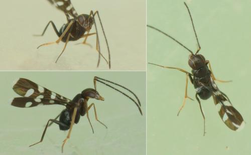 Callipteroma sexguttata